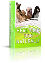 Natural Cure for Yeast Infection in Dogs by Dr.  Sara Rooney