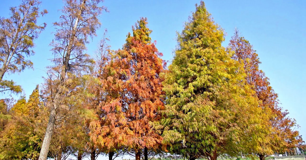 六甲菁埔埤落羽松林開始變紅啦!賞紅季1/30登場
