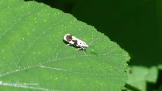 Ethmia quadrillella DSC158391