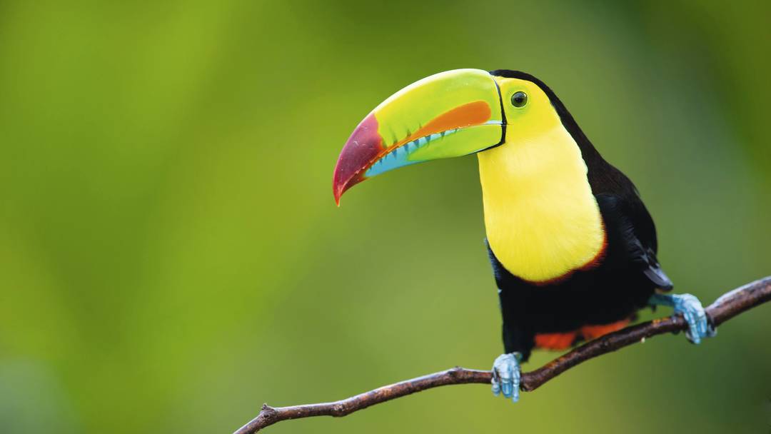 datazione Costa Rica
