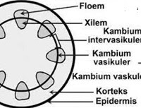 Jaringan pada tumbuhan dikotil yang terletak diantara floem dan xilem adalah