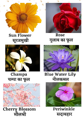 Flowers Name in Hindi & English : 40 फूलों के नाम