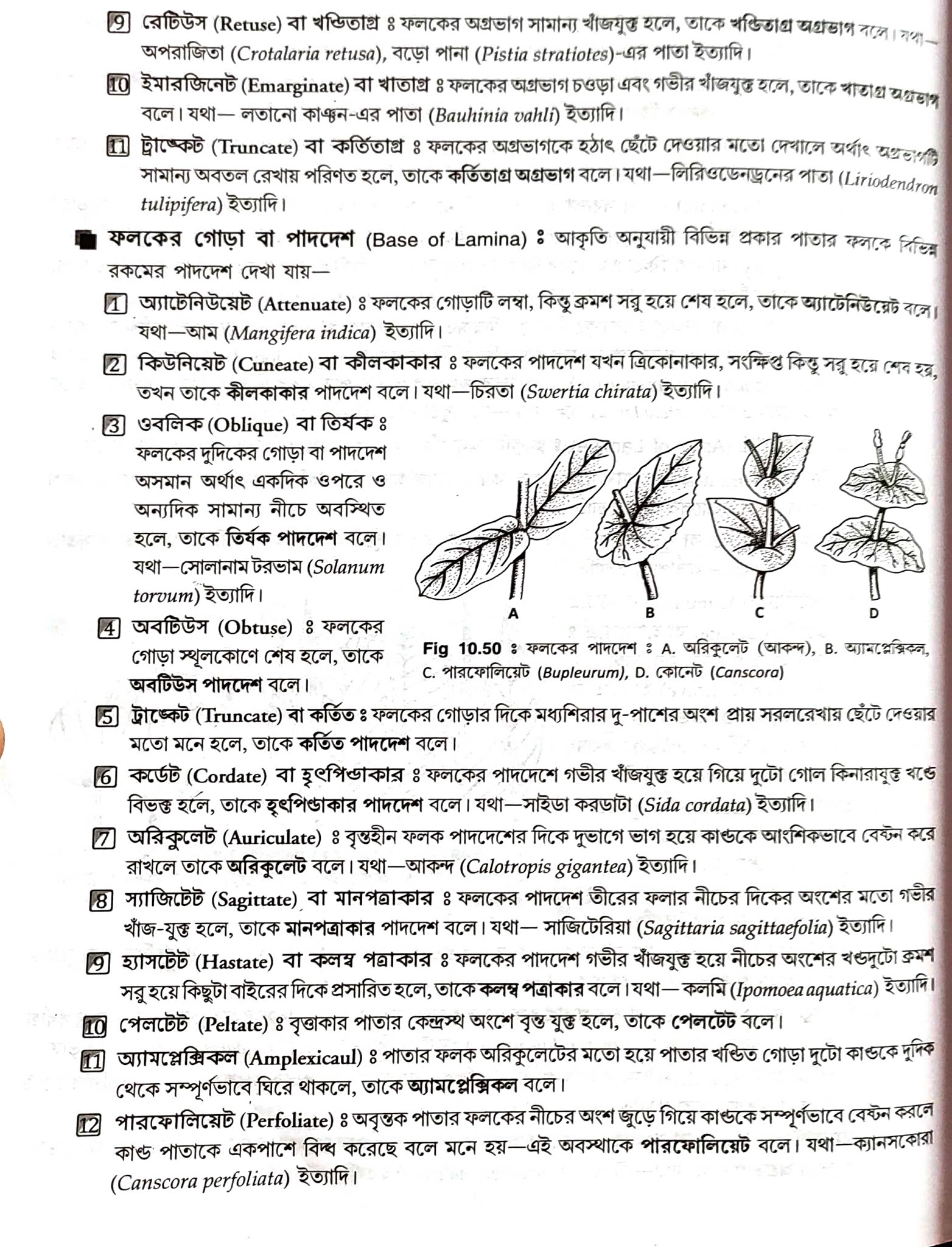 Practical leaf structure