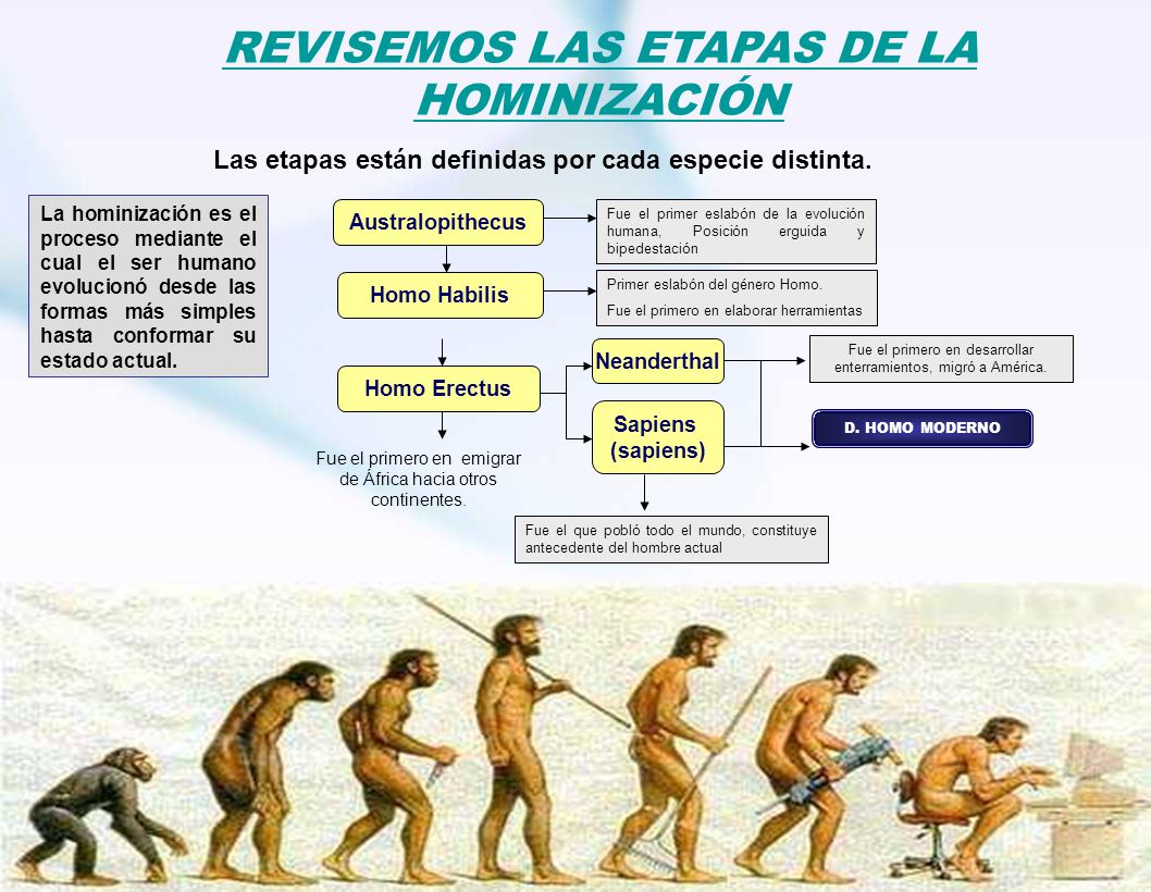 Que Etapas Hay En La Hominizacion Images and Photos finder Que Etapas Hay En La Hominizacion Images and Photos finder