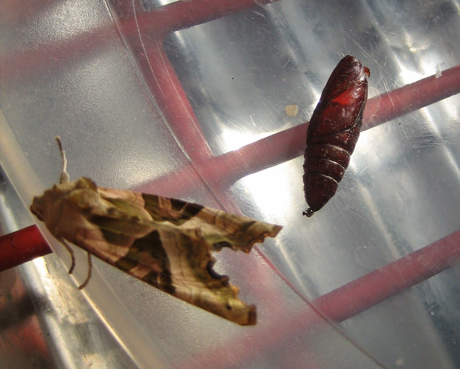Upper Moths: Hatch & Catch