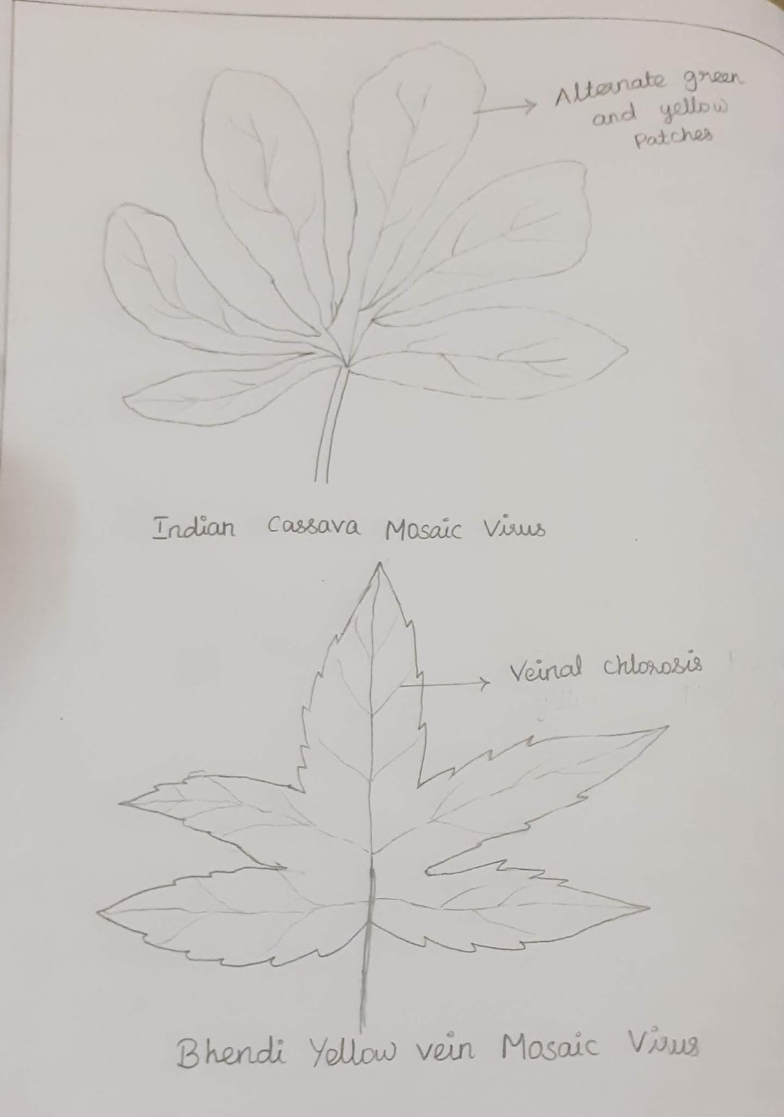 Bhindi leaf Black and White Stock Photos & Images - Alamy
