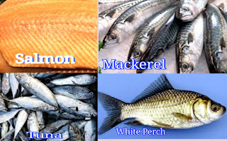 Fish and seafood HD image download