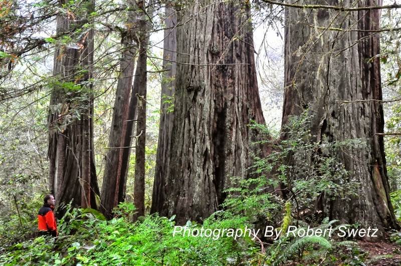 Redwood Trees in Northern California by Robert Swetz