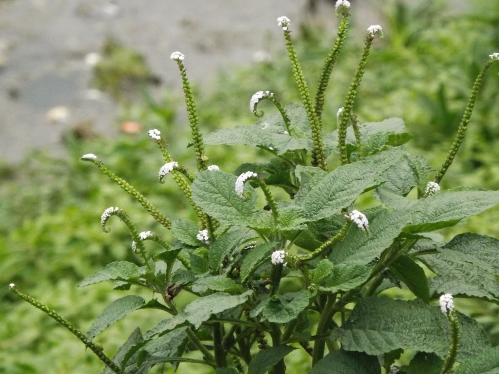 Heliotropium indicum