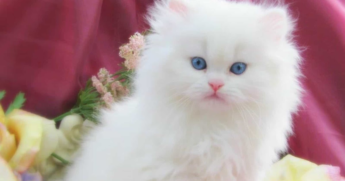 مقطع فيديو القطة وأبنتها