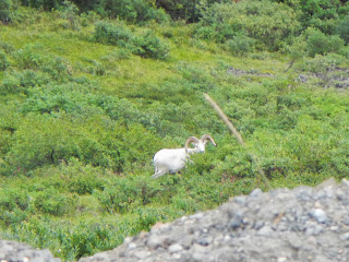 Mountain goat in Denali National Park