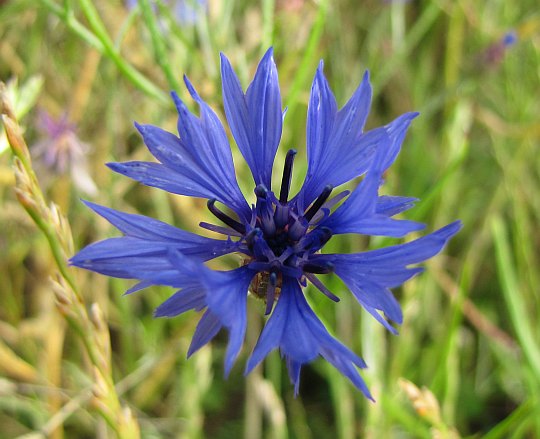 Chaber bławatek (Centaurea cyanus L.).