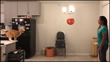 Amazing Cat GIF • Ready...Set...Leap! Side view of 8 foot long jump in Mom's arms! Amazing Cat GIF • Ready...Set...Leap! Side view of 8 foot long jump in Mom's arms!