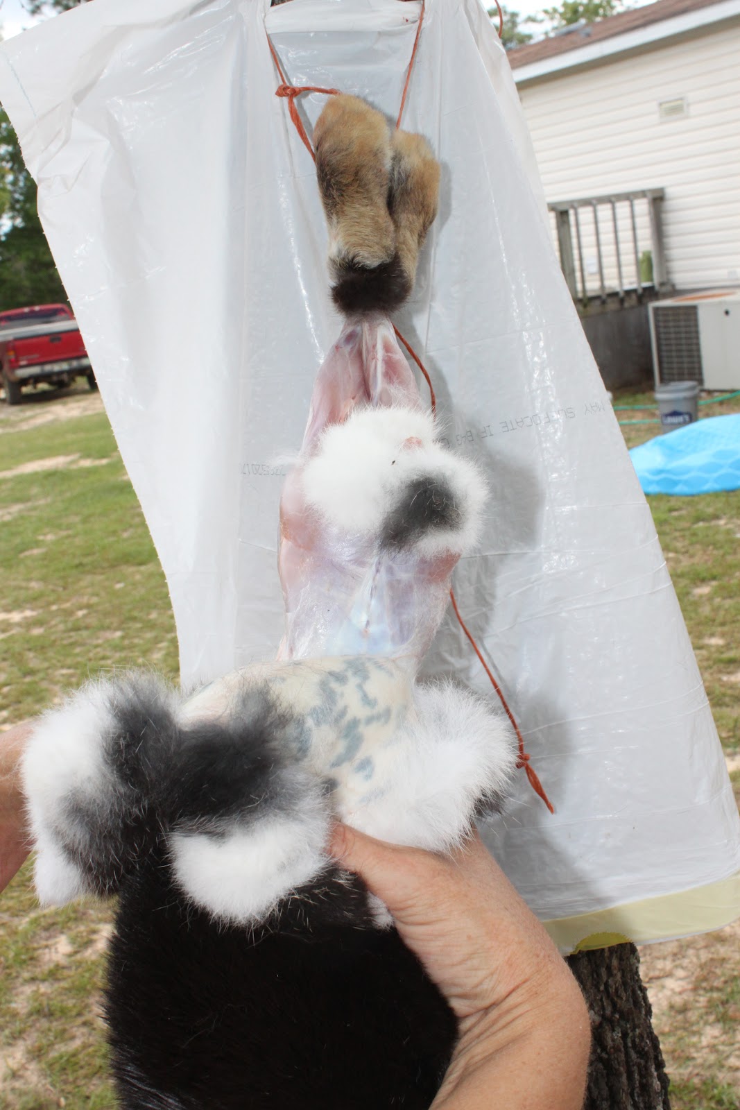 Homestead Life How To Skin a Rabbit