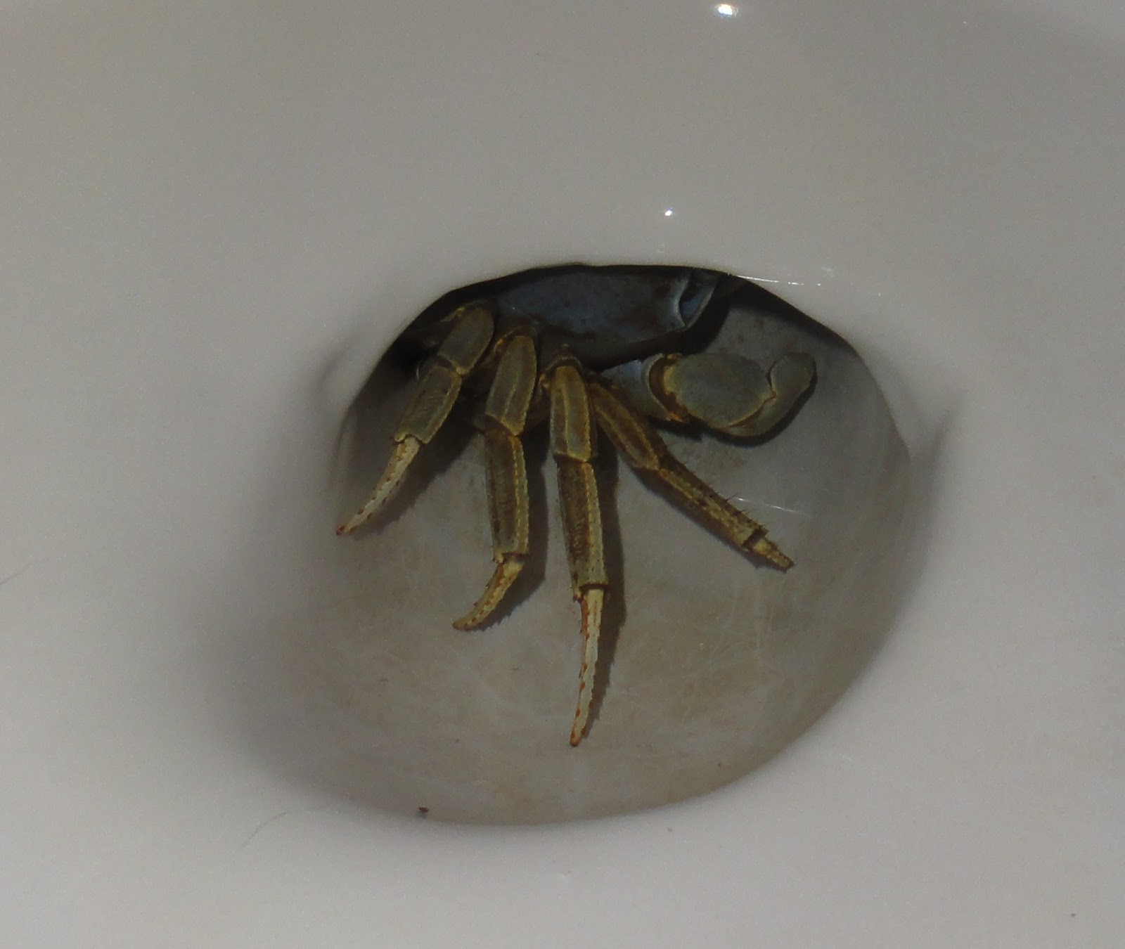 Electric Passport The NotSoEndangered Toilet Crab of Costa Rica