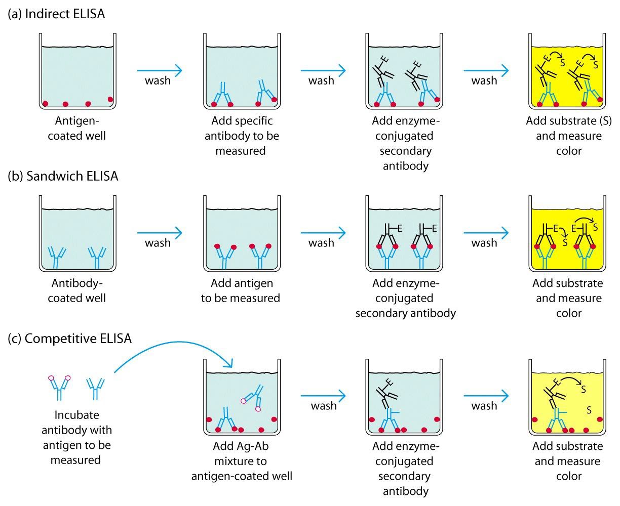scientist-laboratory-enzyme-linked-immunosorbent-assay-elisa