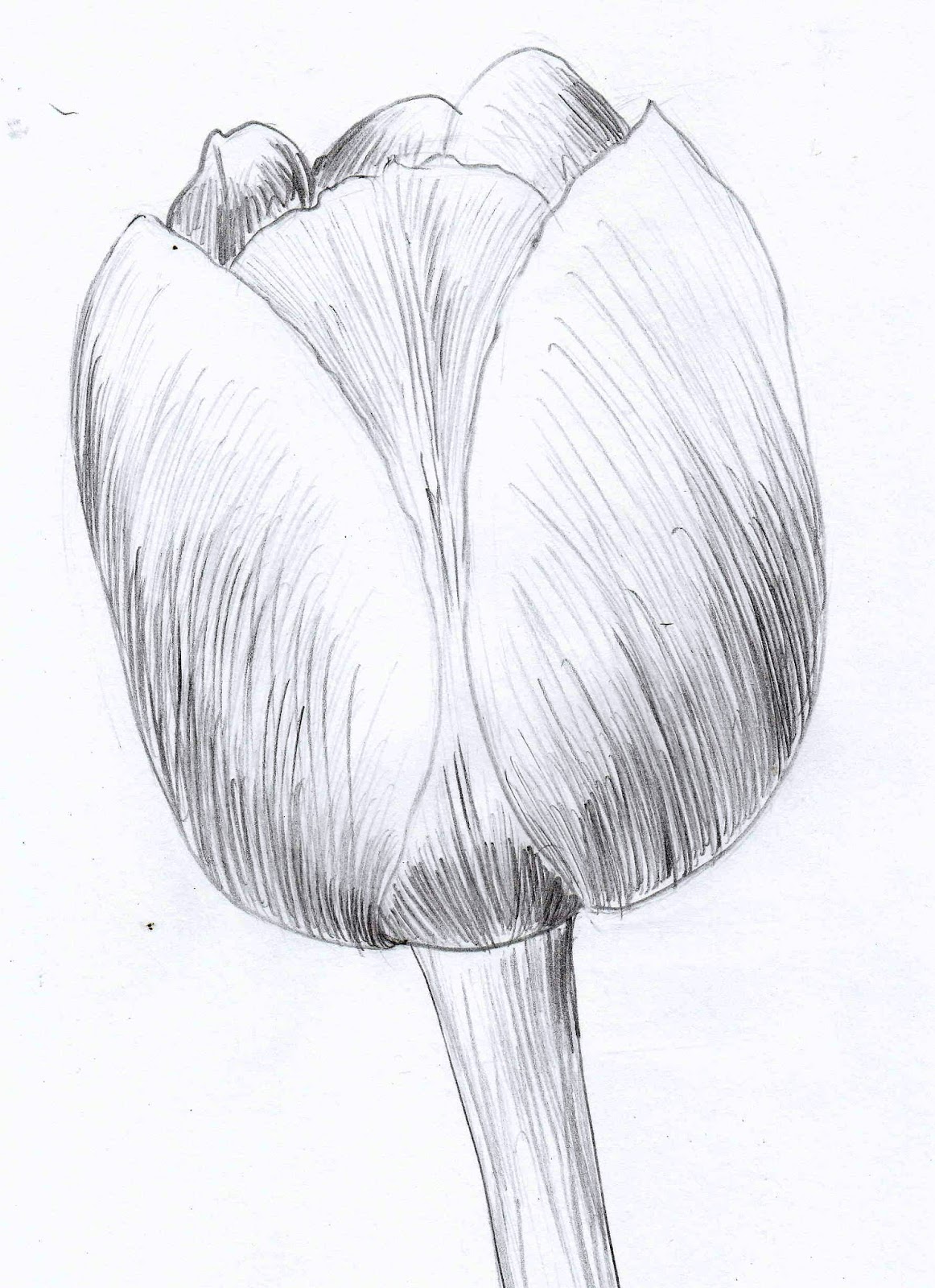 How To Draw A Tulip Step By Step Sketchbooknation Com - vrogue.co