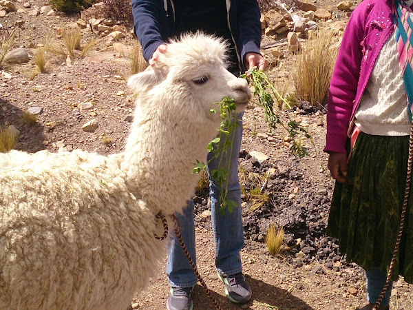 Du côté du Pérou...# 1 : Lima, Paracas, Nasca, Arequipa, Chivay