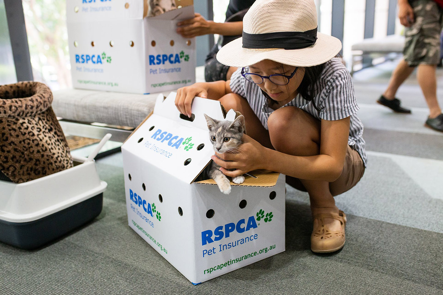 RSPCA Queensland Pop Up Adoption 2020 January 18 Australian Cat Lover