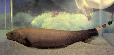 black ghost fish disable
