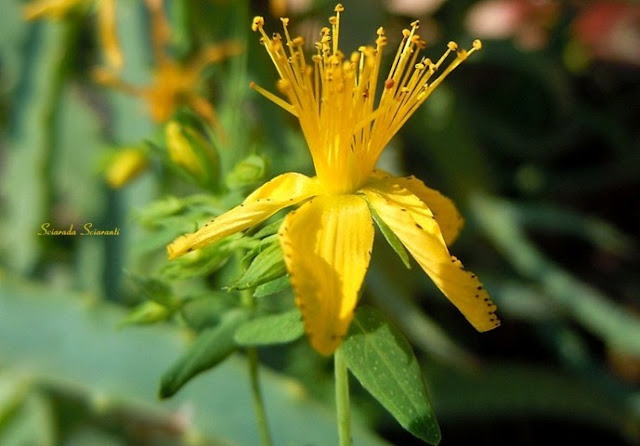 Fiore di San Giovanni