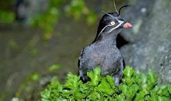 centipede cherry smell scent animals sweet cola virginiensis bird