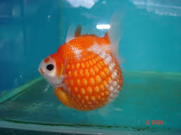 IKAN MAS KOKI JUMBO - SEMUA CARA BUDIDAYA HEWAN