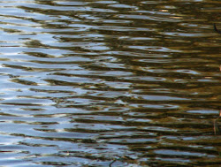 paintings ripples water painting waves tim loh