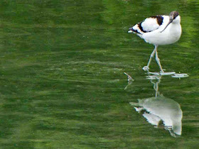 Avocet, bird, black and white, curved bill, wetlands, water