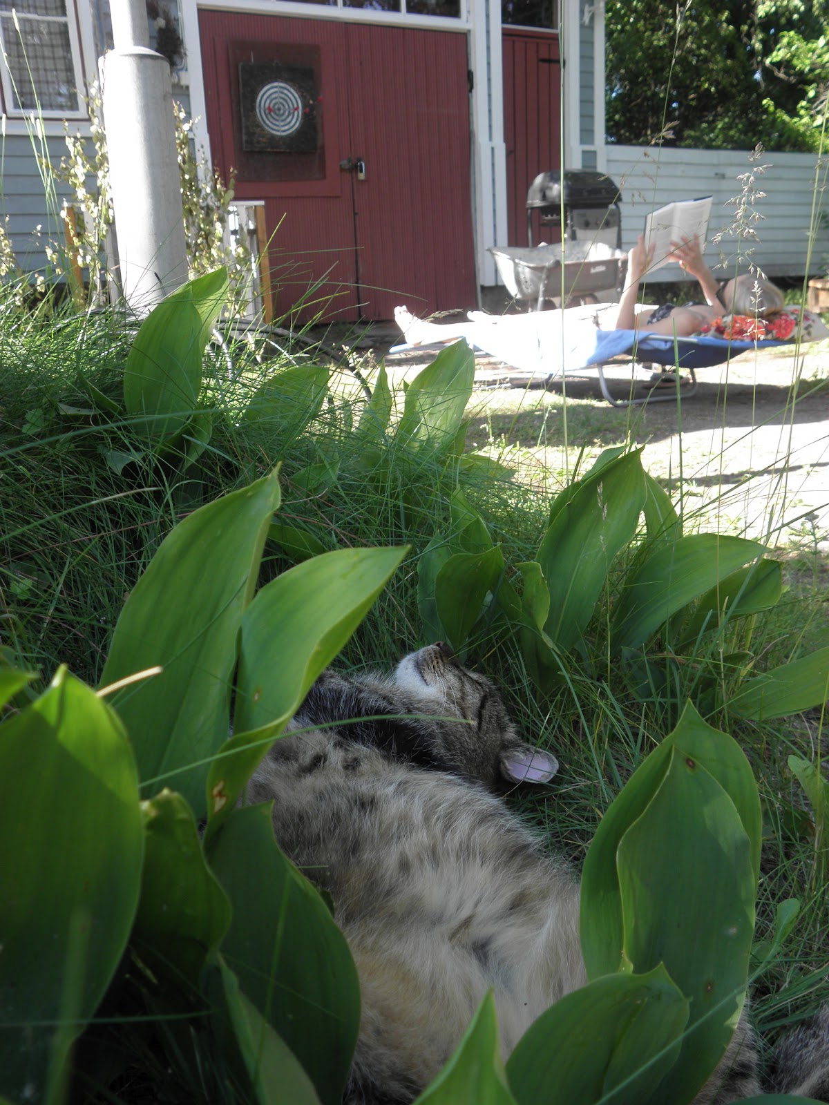 Kissanpäiviä sijaiskodissa: Kaupunki, helle ja kissa