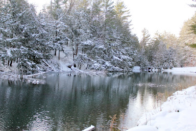 Vivian Regional Forest - Turtles and Tails blog