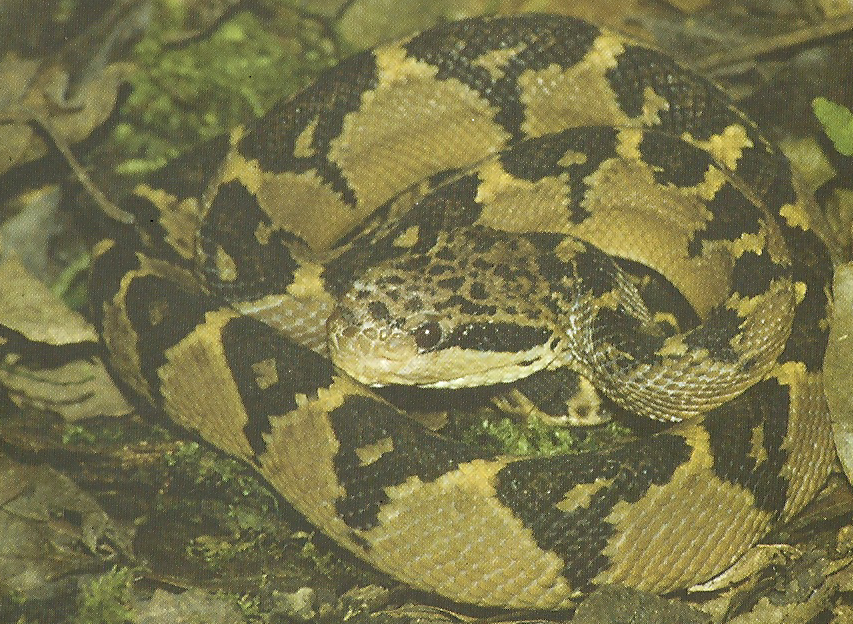 Eu adoro Biologia As cobras mais