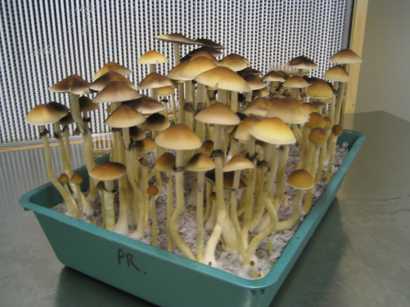 Magic Mushroom Pictures