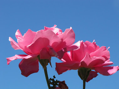 Perfume Pink Roses against the Vivid Blue Sky!