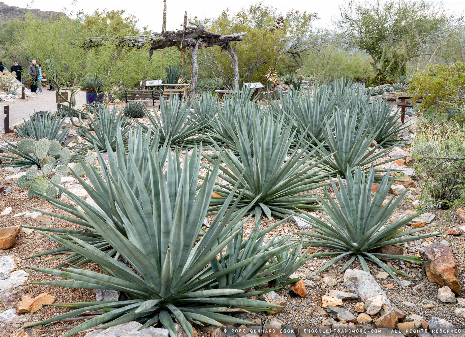 Agave Garden at the ArizonaSonora Desert Museum