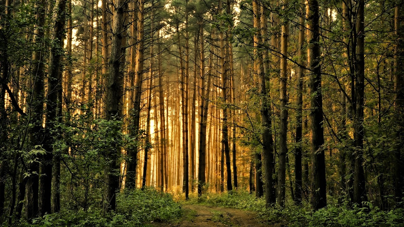 Fieggentrio Door de bomen het bos