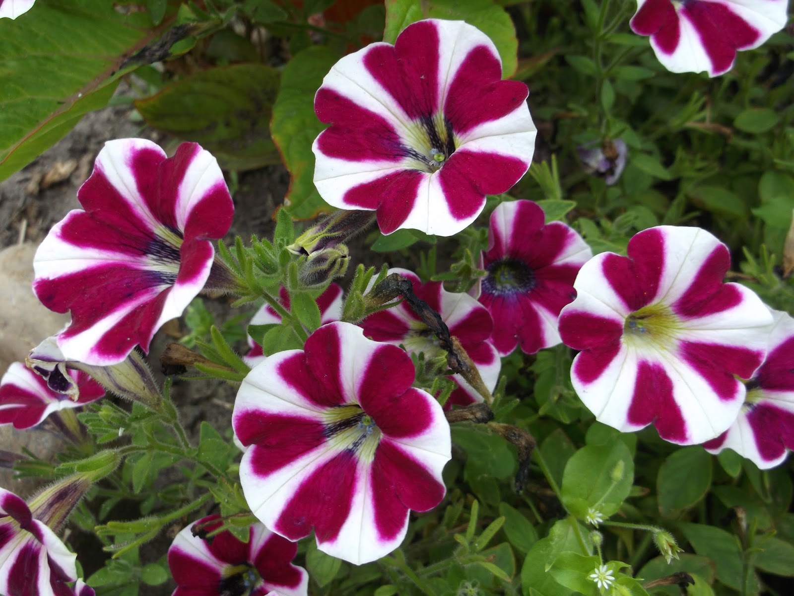 Петуния ампельная Cascadias bicolor Cabernet
