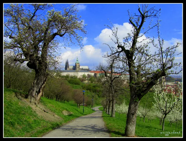 fruitbomen petrinheuvel praag