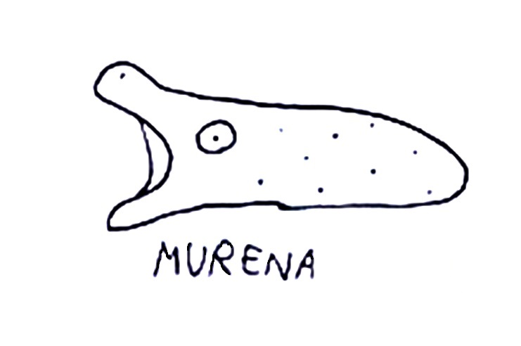 Pesce Murena