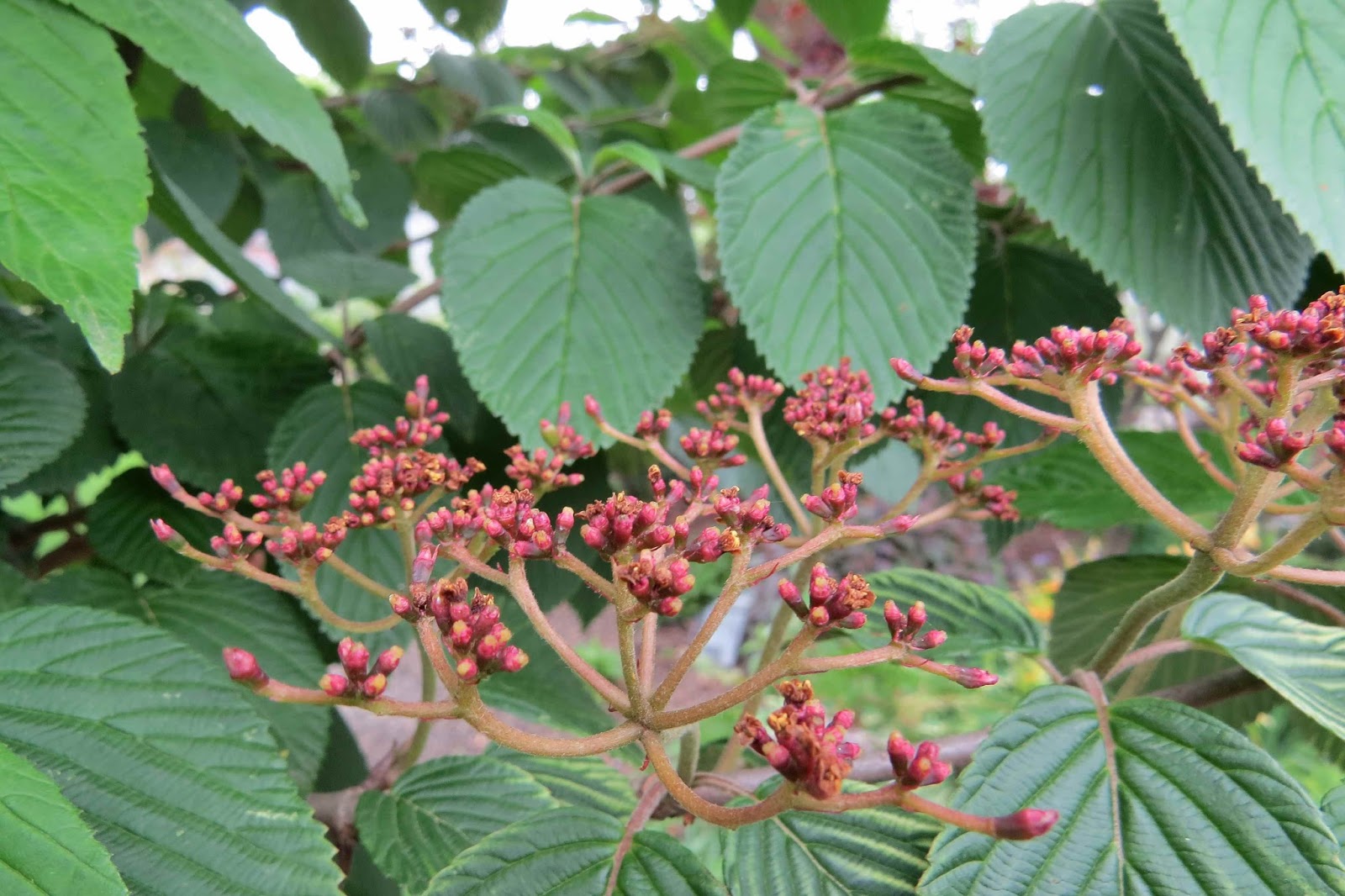 Viburnum Tinus For A Border