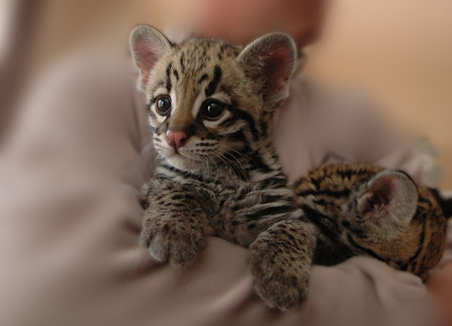 cute baby animals, baby animals, baby animal pictures, adorable baby animal pictures, baby wild cat, wildcat
