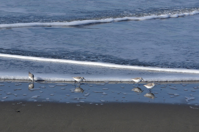 sandpipers in the surf