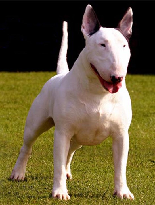 Morsorosso Il Cane Con Il Morso Piu Potente