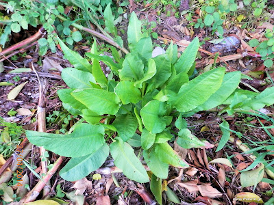 Λάπατο-Rumex+sp.