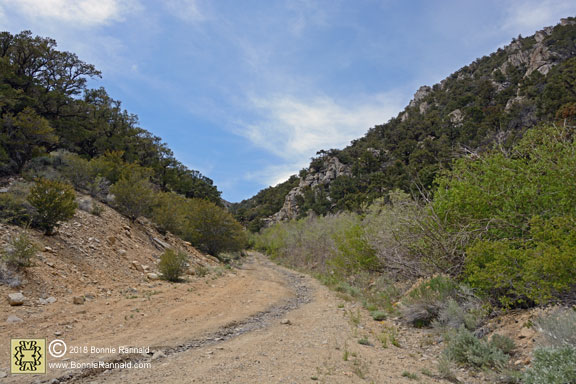 Corey Peak Trail