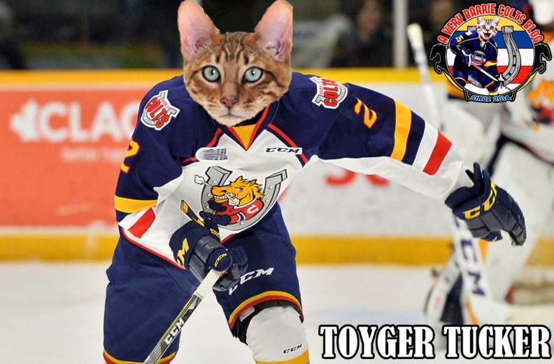 The Barrie Colts players as Cats.