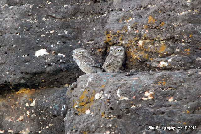Spotted Owlet