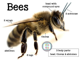 https://www.biblefunforkids.com/2018/06/god-makes-insects-bees.html