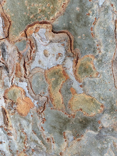 Camouflage Pattern Tree Bark