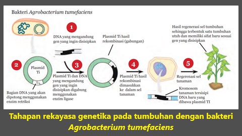 proses rekayasa genetika pada tumbuhan dengan bakteri, bioteknologi modern